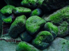 groen alg op steen.jpg