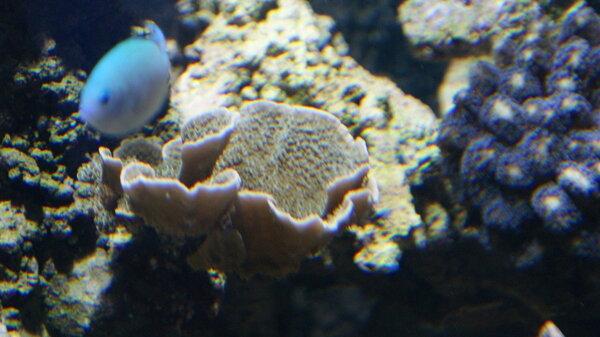 groene monti kelp.JPG