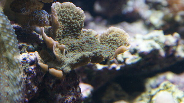 groene montiplaat.JPG