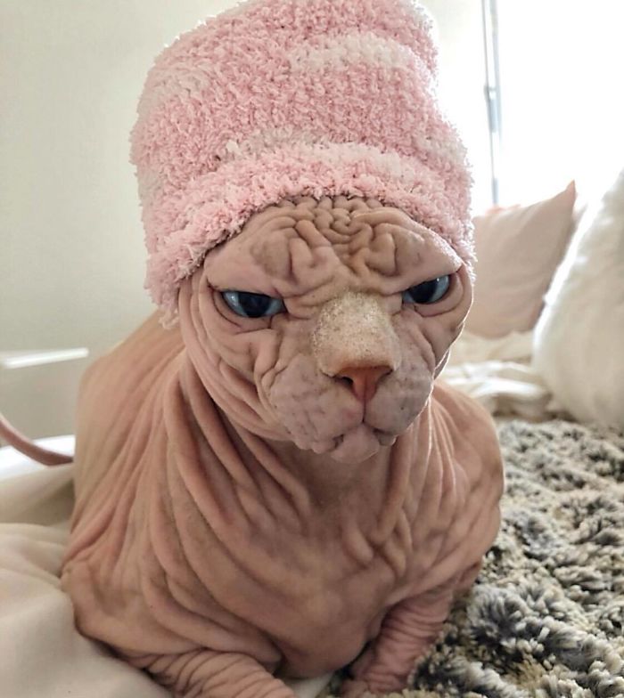 Grumpysphinx.jpg