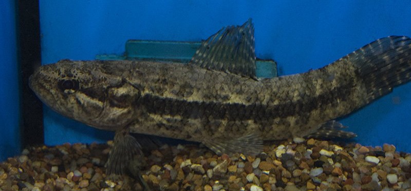 Guppie.jpg