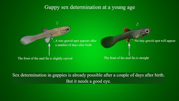 Guppy sex determination at a young age.jpg