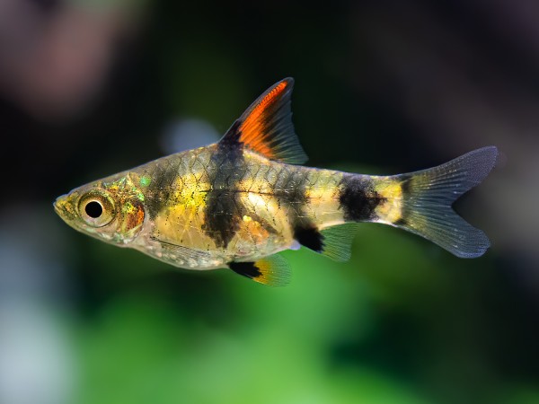 Gymnogeophagus rhabdotus.jpg