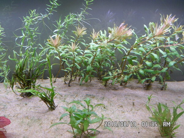 Help wat is er aan de hand met mijn plantjes 003.JPG