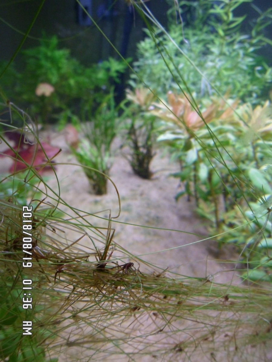 Help wat is er aan de hand met mijn plantjes 004.JPG