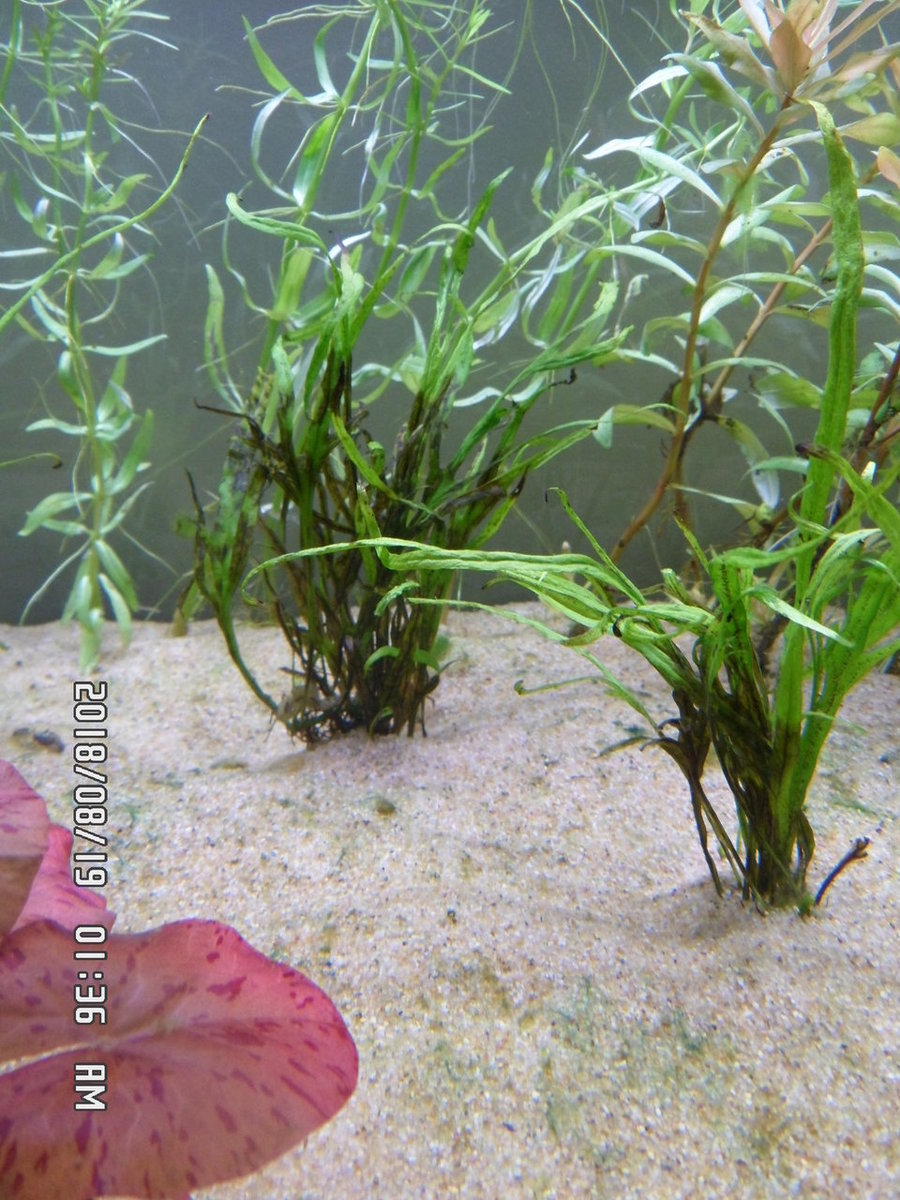 Help wat is er aan de hand met mijn plantjes 005.JPG