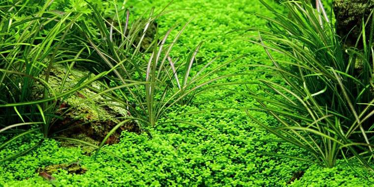 Hemianthus Callitrichoides.jpg