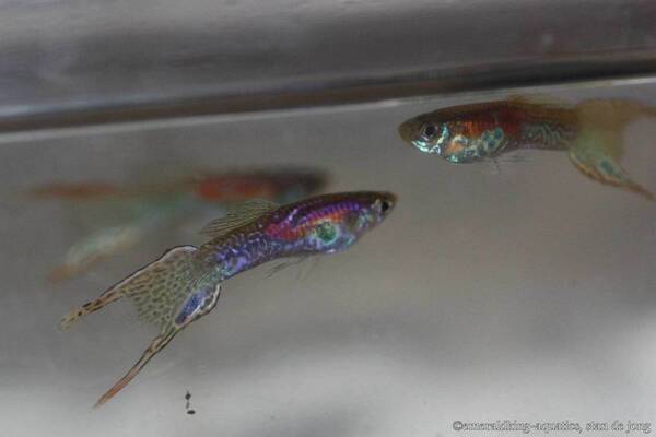 high end ritz guppy 015.jpg