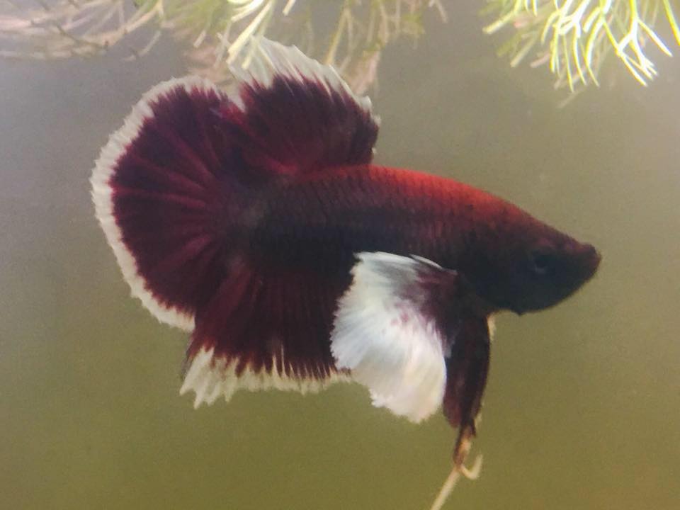 hmpk dumbo ear.jpg