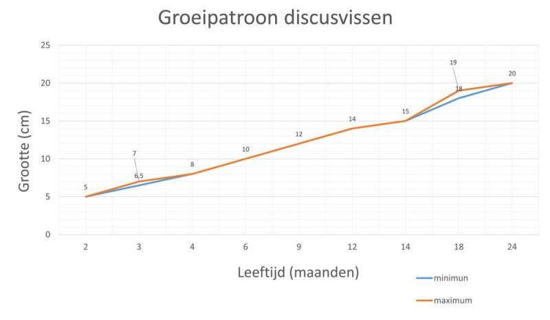 Hoe-oud-zijn-mijn-discusvissen-02-800x466.jpg