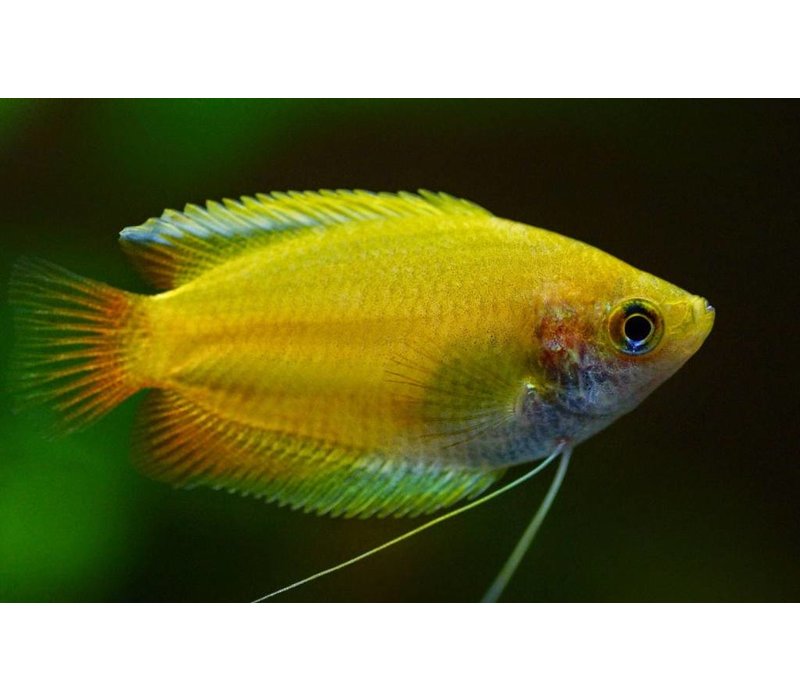 honing-gourami-goud-colisa-chuna.jpg
