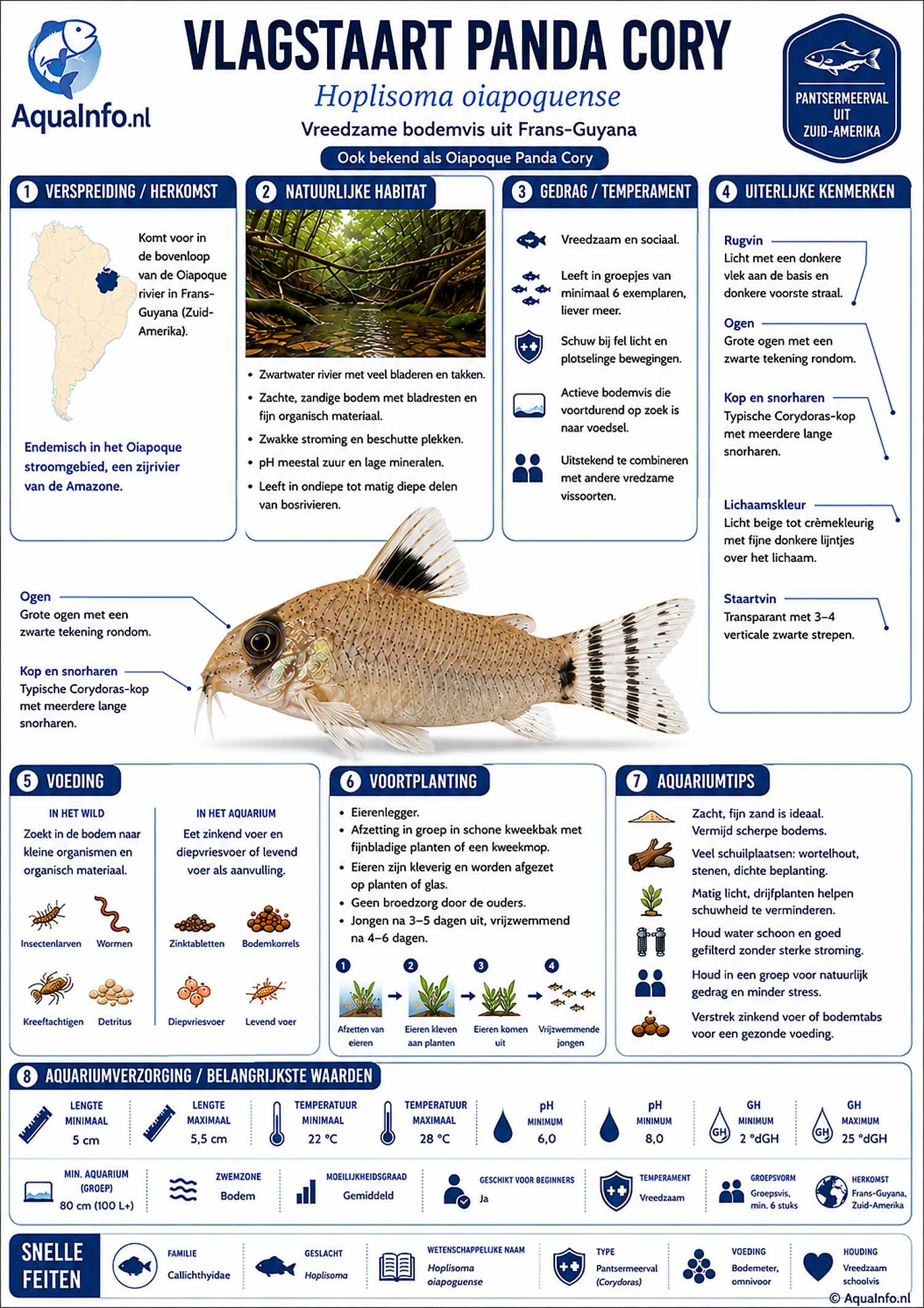 Hoplisoma oiapoquense – Vlagstaart Panda Cory Infographic.jpg