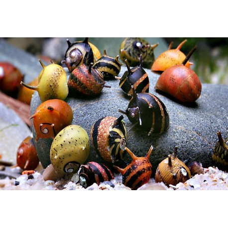 horned-nerite-snail-mixed-clithon-sowerbyana.jpg