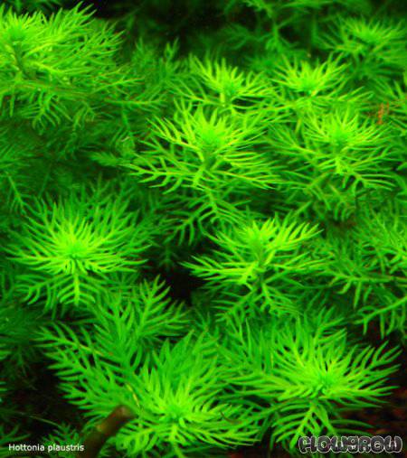 hottonia-palustris-4f7a01b66fb9d.jpg