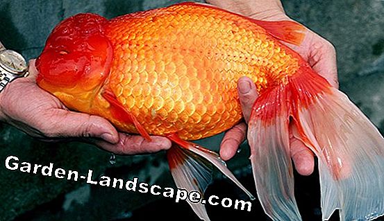 how-old-are-goldfish-in-pond-and-in-glass-aquarium-be.jpg