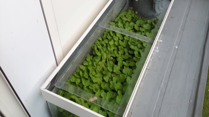 hydrocotyle.jpg