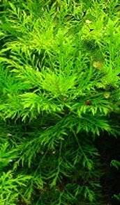 Hygrophila Difformis.jpg