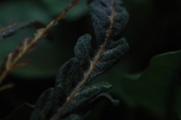 Hygrophila pennitifida.JPG