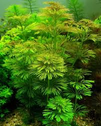 Hygrophila sessiliflora.jpg