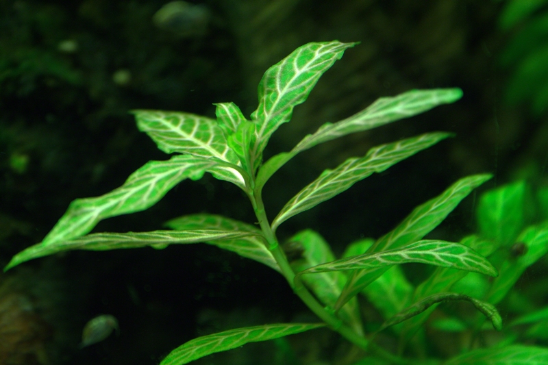 Hygrophila_polysperma_'Rosanervig'.jpg