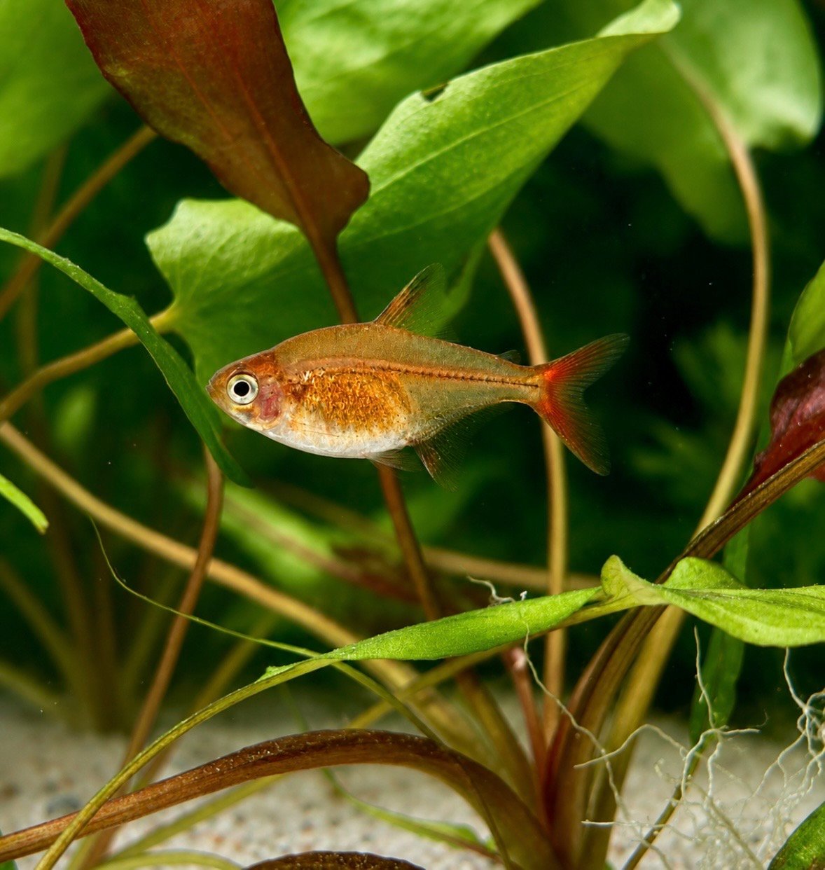 Hyphessobrycon amandae.jpg