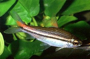 Hyphessobrycon brazil.jpg