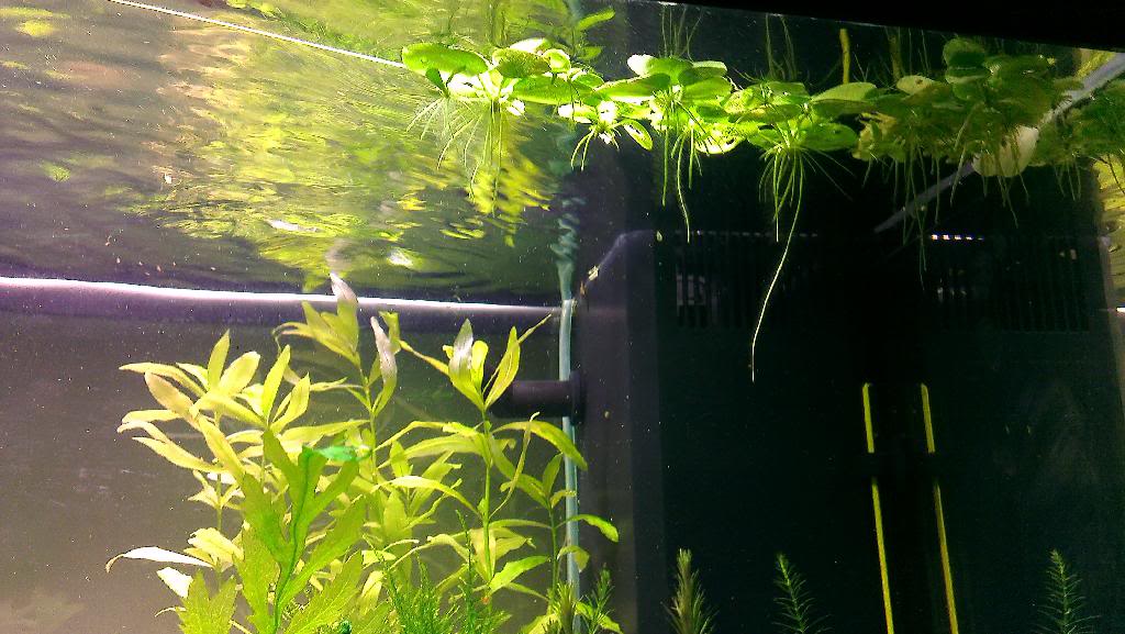 IMAG0029.jpg