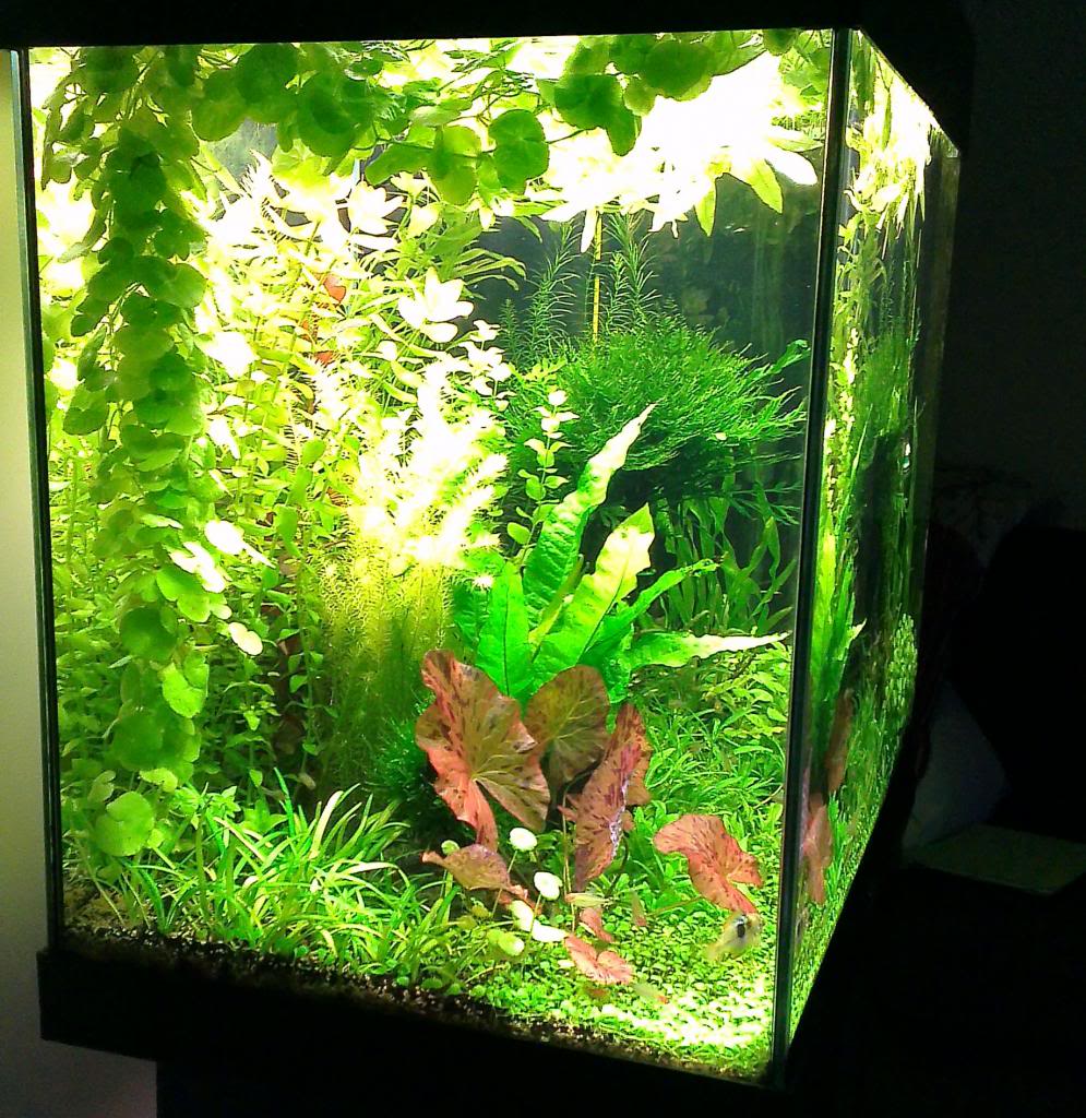IMAG0064.jpg