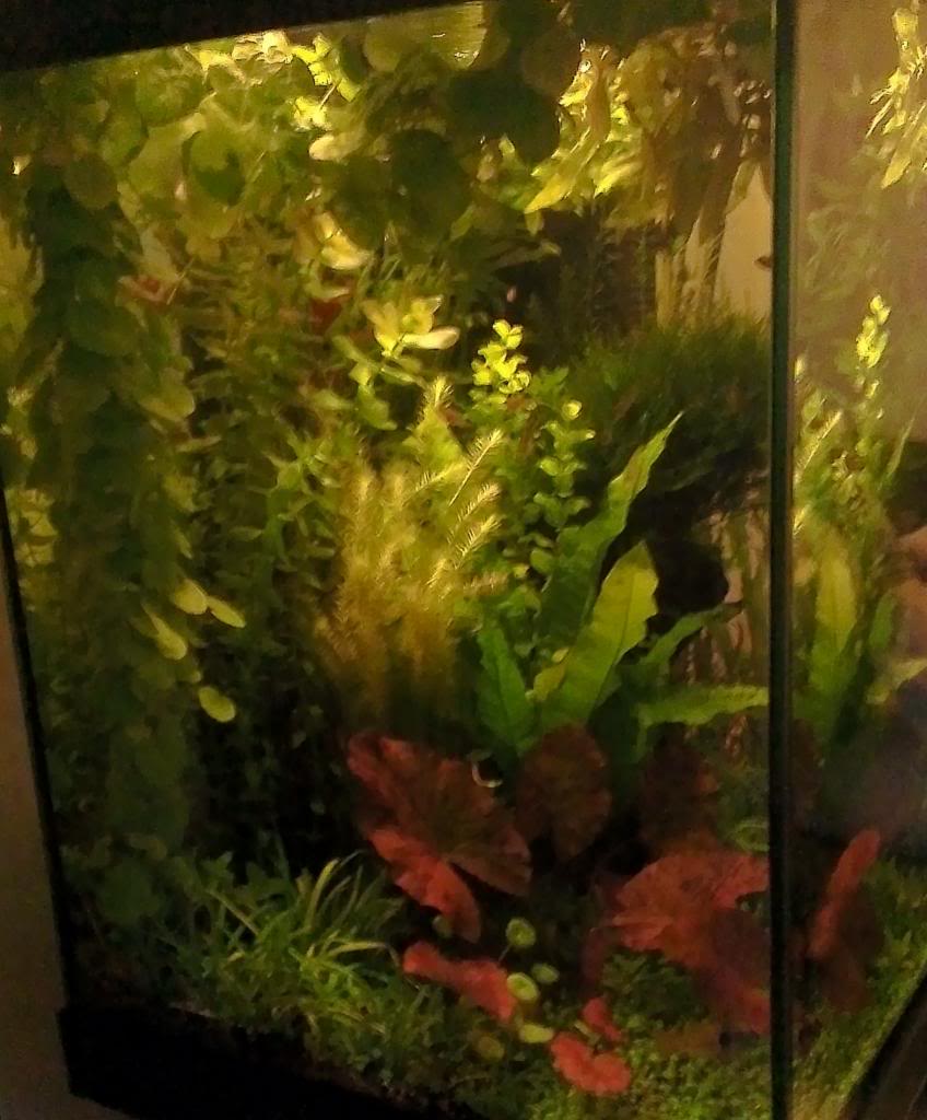 IMAG0083.jpg