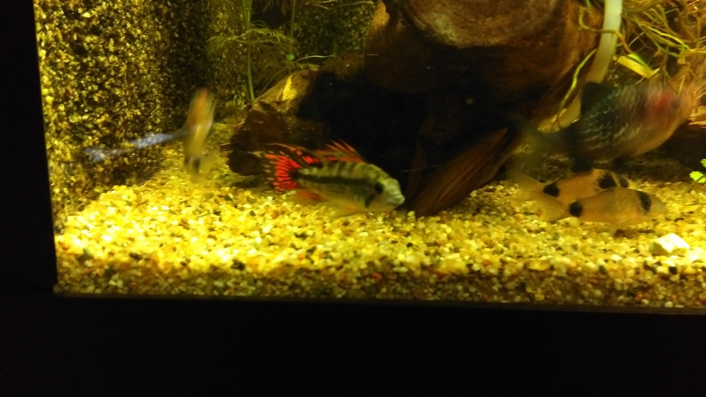 IMAG0131_zpshirnzn5u.jpg