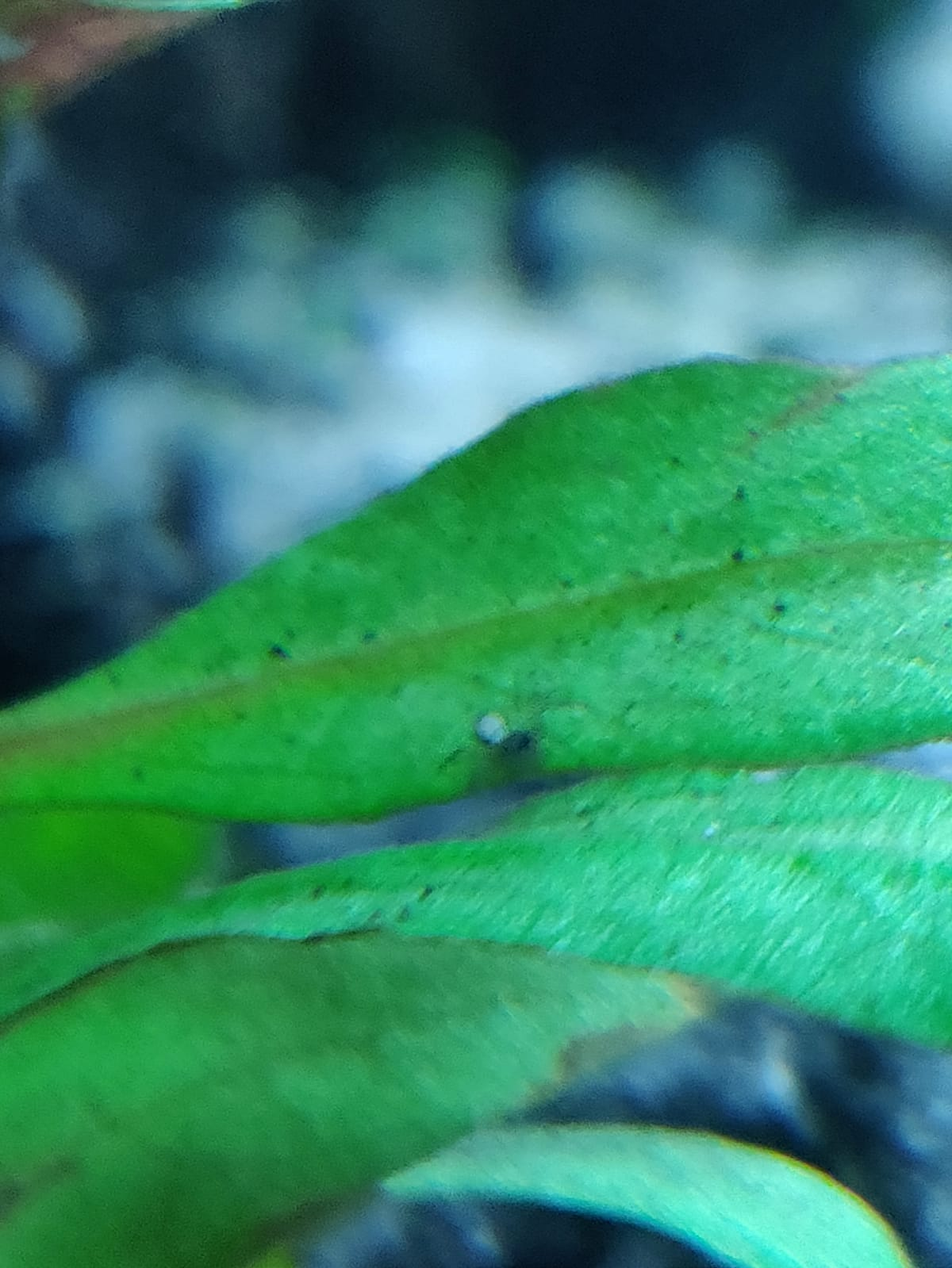 image_2021-03-06_145042-png.320792