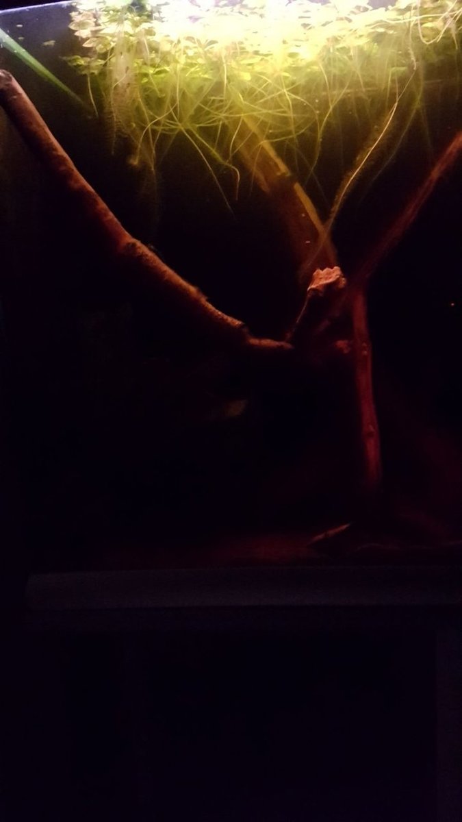 IMG-20180402-WA0009.jpg