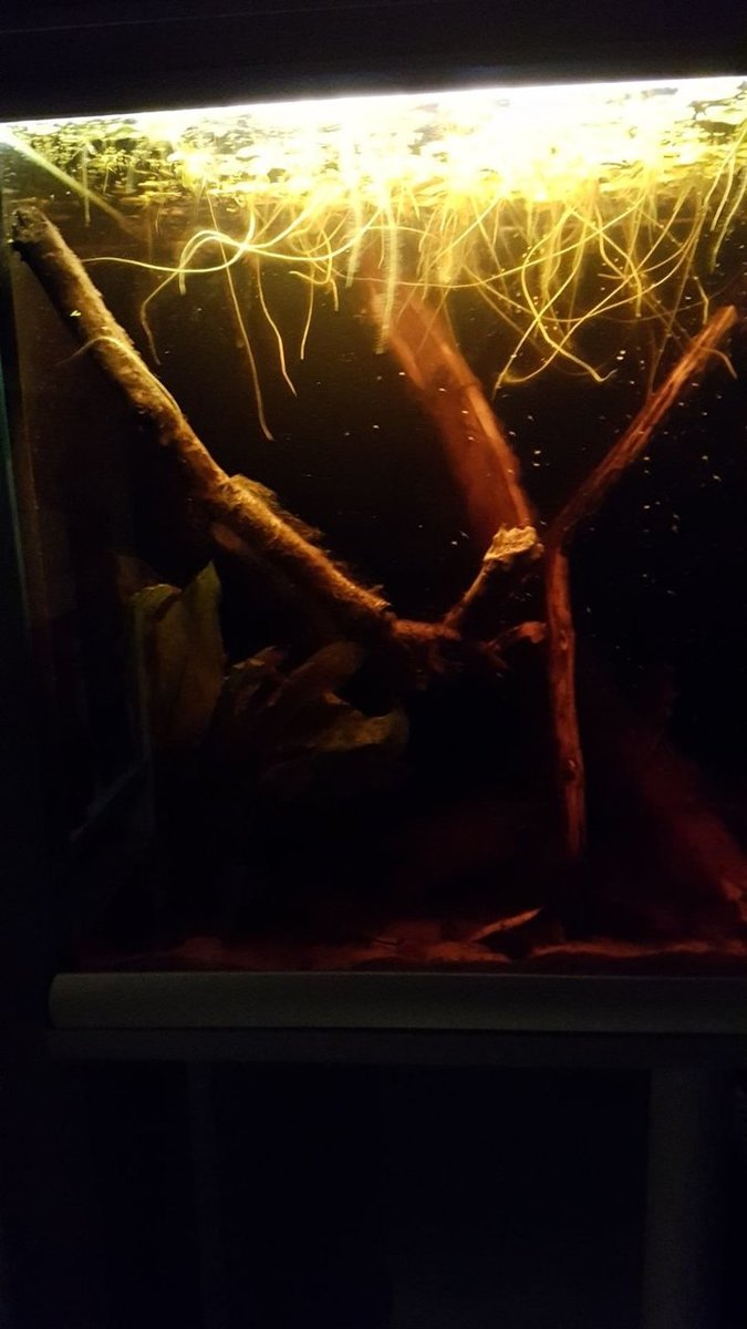 IMG-20180418-WA0012.jpg