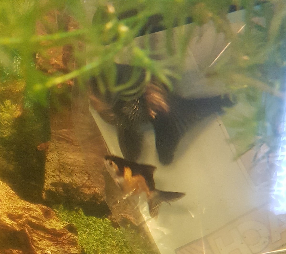 IMG-20210922-WA0044.jpeg