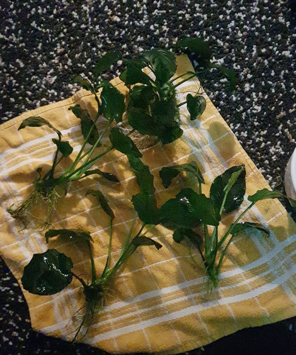 IMG-20220131-WA0004.jpeg