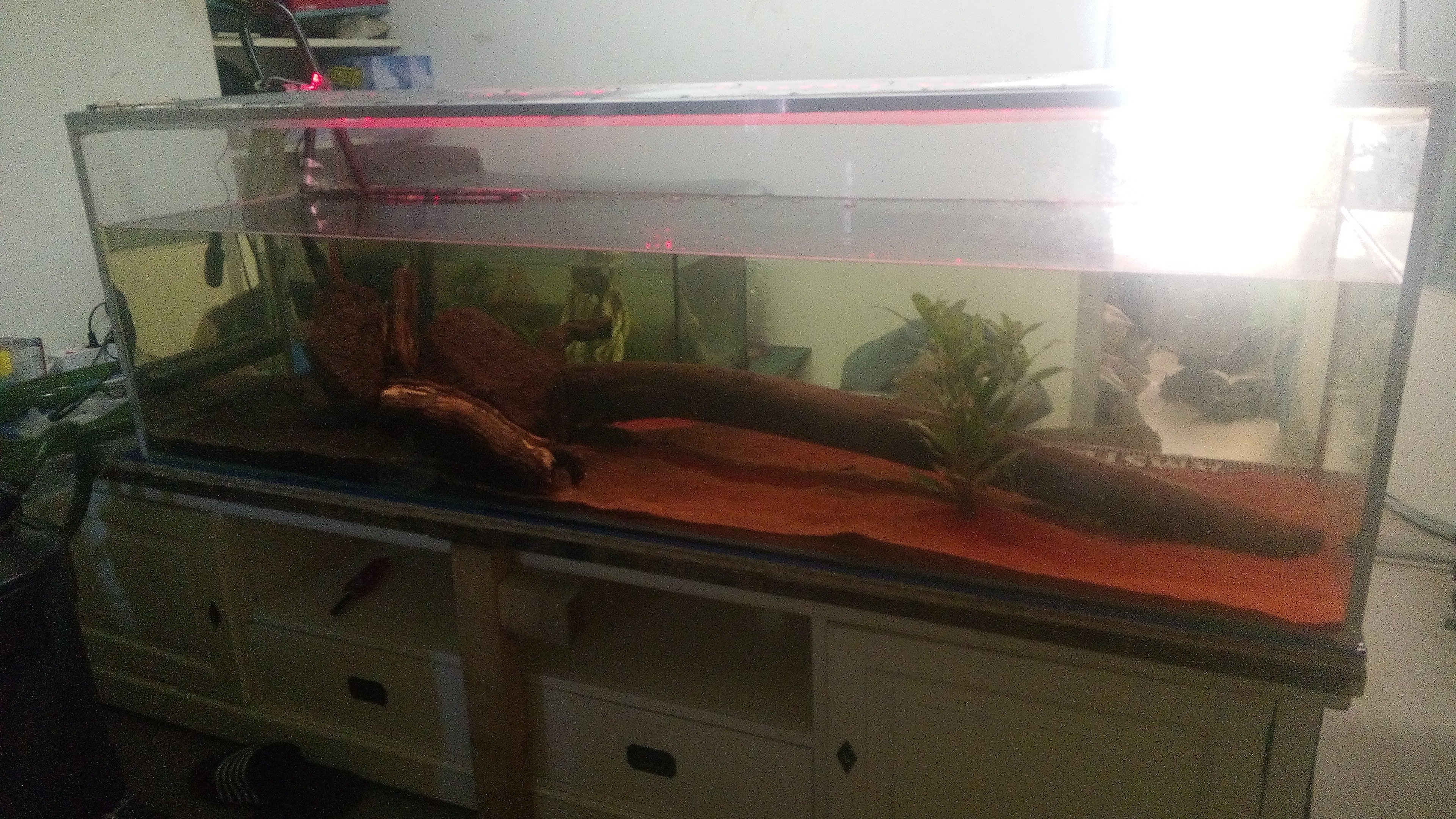 IMG-20250602-WA0005.jpeg