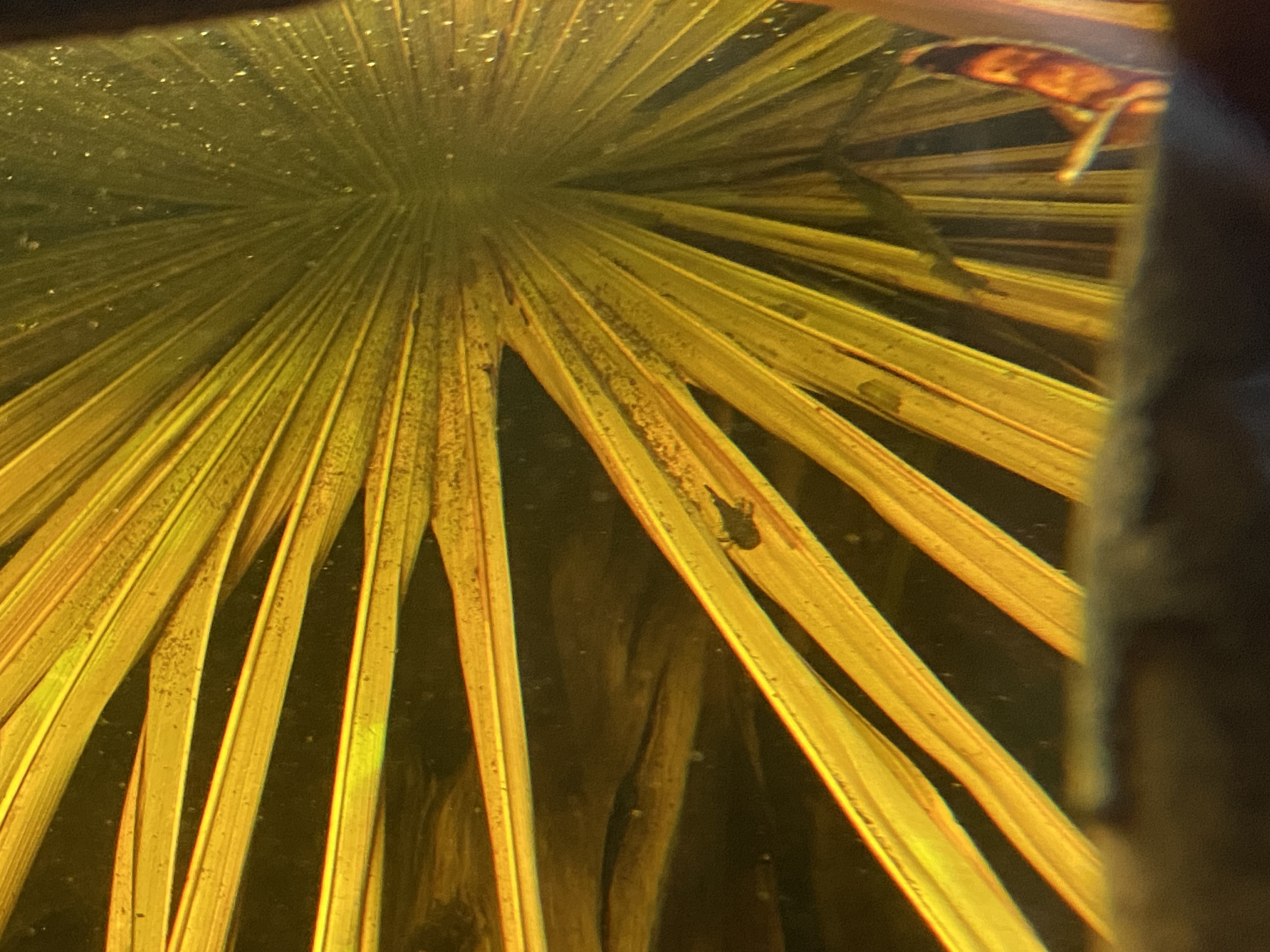 IMG_0092.jpeg