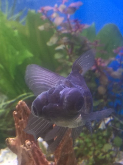 IMG_0776.JPG moor.JPG