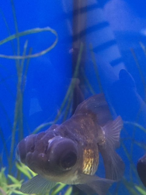 IMG_0779.JPG moor.JPG