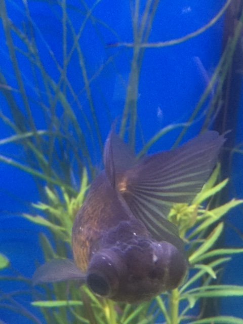 IMG_0780.JPG moor.JPG