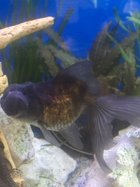 IMG_0782.JPG moor.JPG