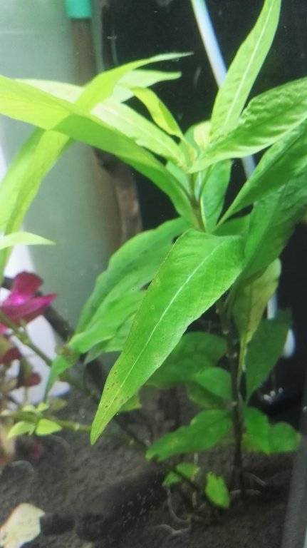 IMG_20161218_123726.jpg