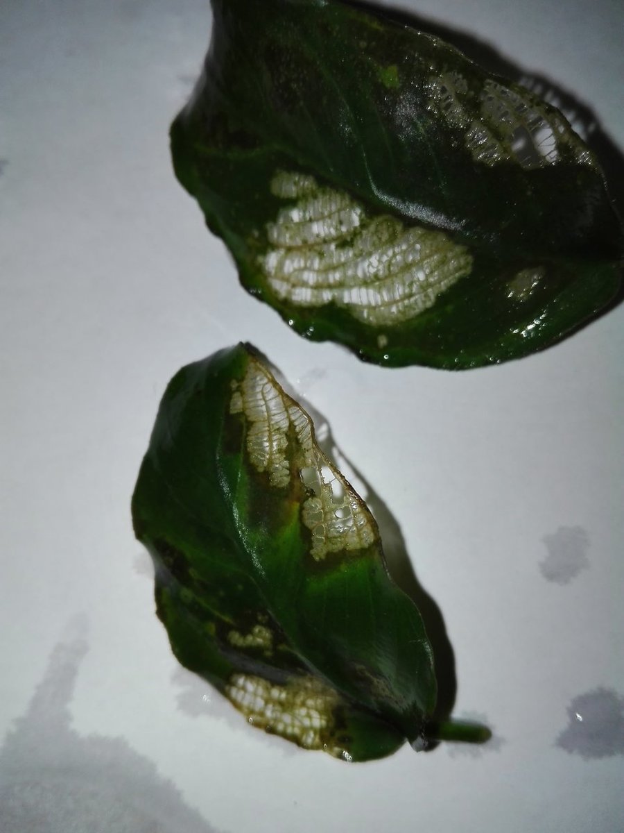IMG_20190411_123643.jpg
