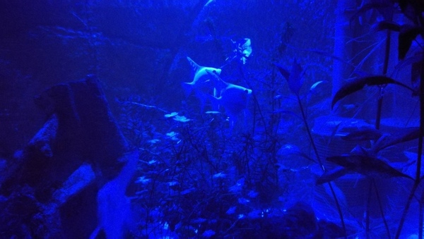 IMG_20200830_220016.jpg