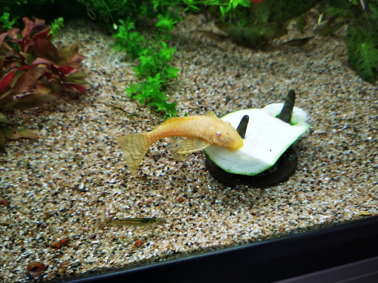 IMG_20200907_141138.jpg