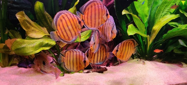 IMG_20200924_171305.jpg