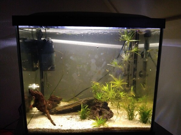 Welke vissen in 50 liter aquarium?| Pagina 2 | AquaForum
