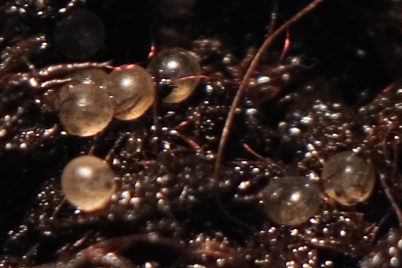 IMG_2220 - detail.JPG