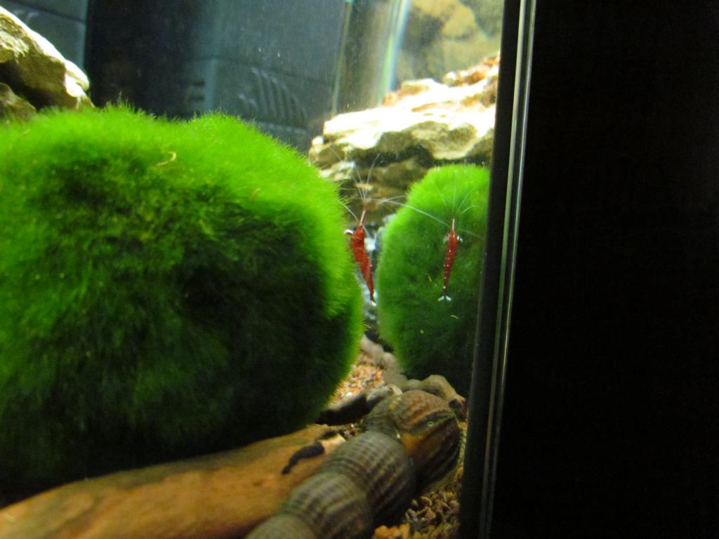 IMG_2243_zpsa3c8d5c3.jpg