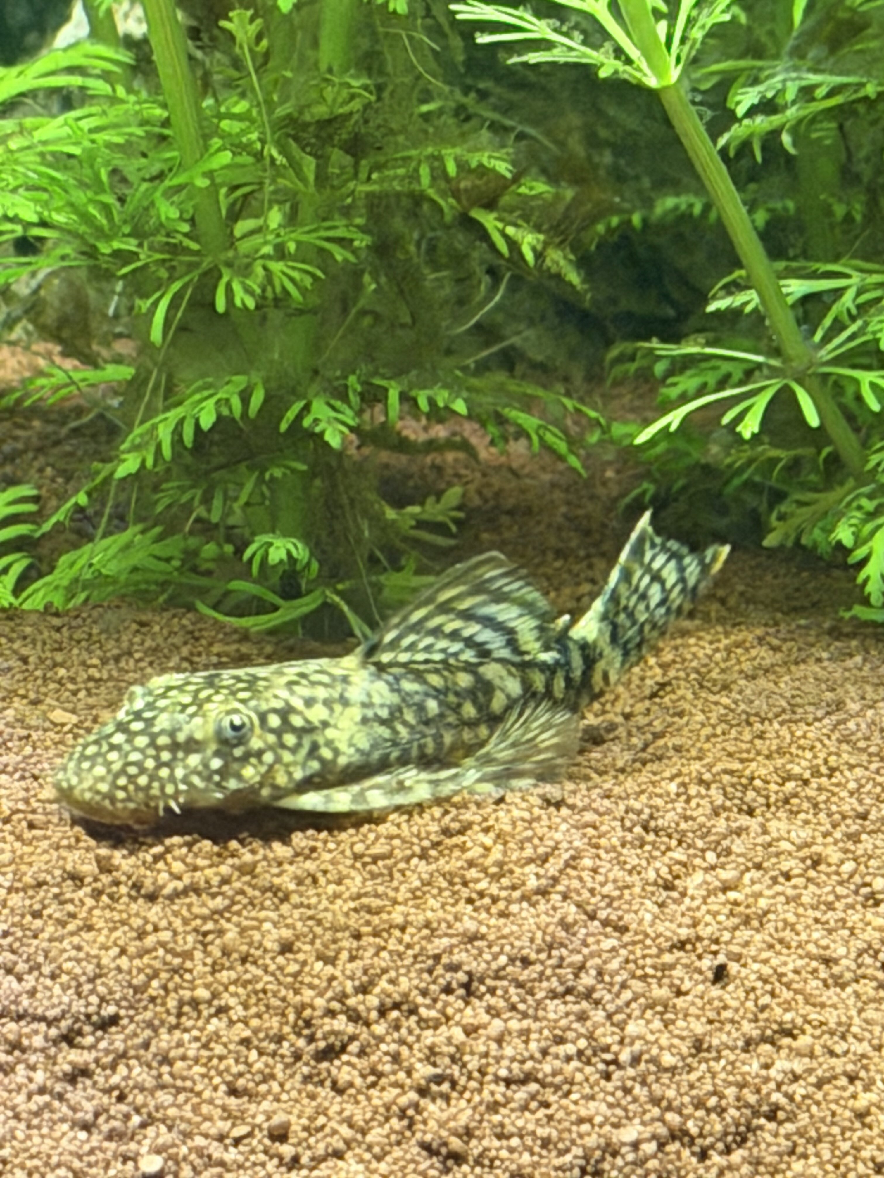 IMG_3106.jpeg